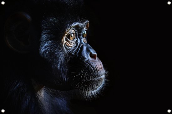 Aap posters - Dieren poster - Tuinposters Oog - Poster buiten ...