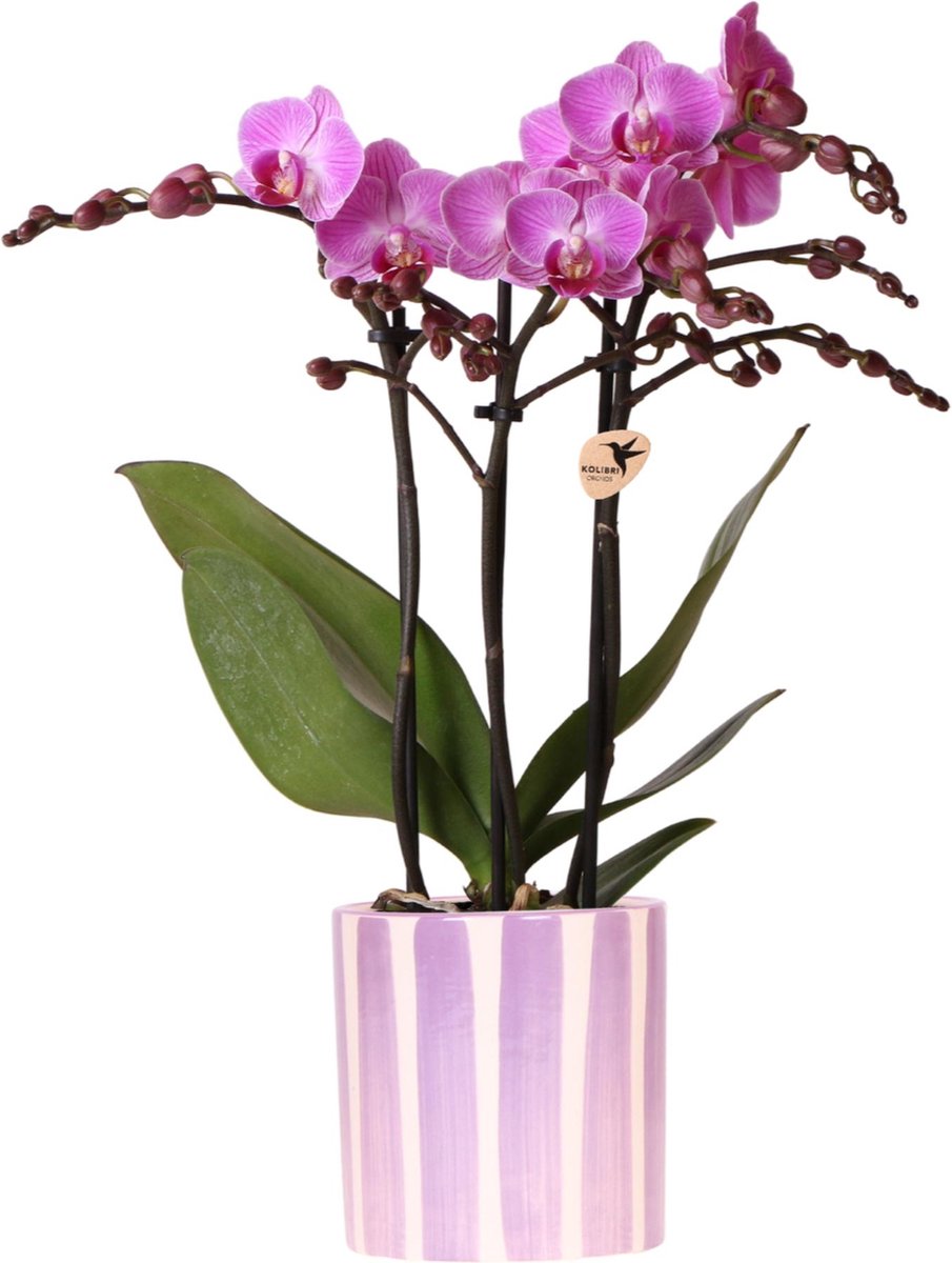 Kolibri Orchids | paarse phalaenopsis orchidee Vienna + Painted Stripe pot lila - potmaat Ø9cm | bloeiende kamerplant - vers van de kweker