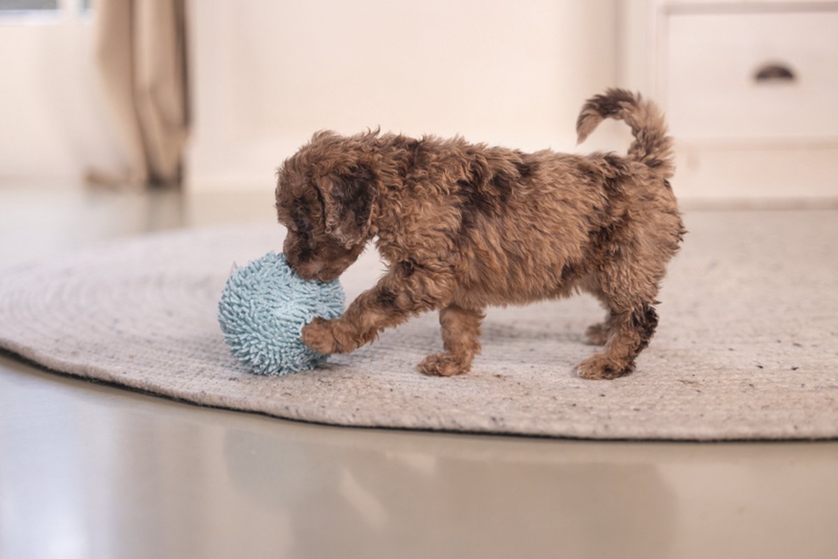 Beeztees Puppy Bal - Eco Speelgoed thumbnail 4