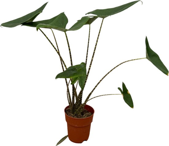 Olifantsoor Zebrina (Alocasia Zebrina) - 80 cm - Ø21cm - adembenemende kamerplant