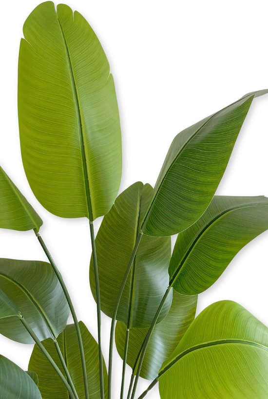 Close-up van grote, groene bananenbladeren met duidelijke nerven.