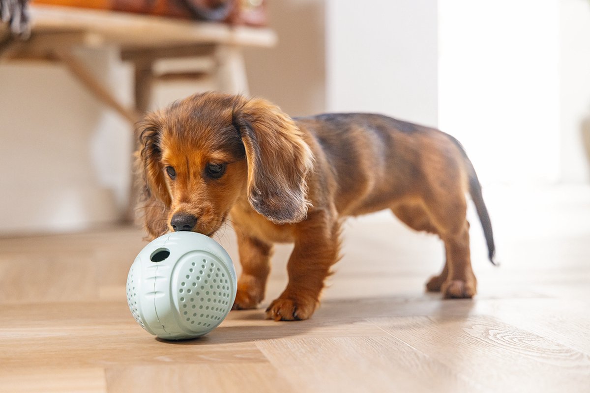 Beeztees Puppy Rubber Snackei - Puppy Speelgoed - Hondenspeelgoed - Groen 8 x 8 x 10 cm thumbnail 3
