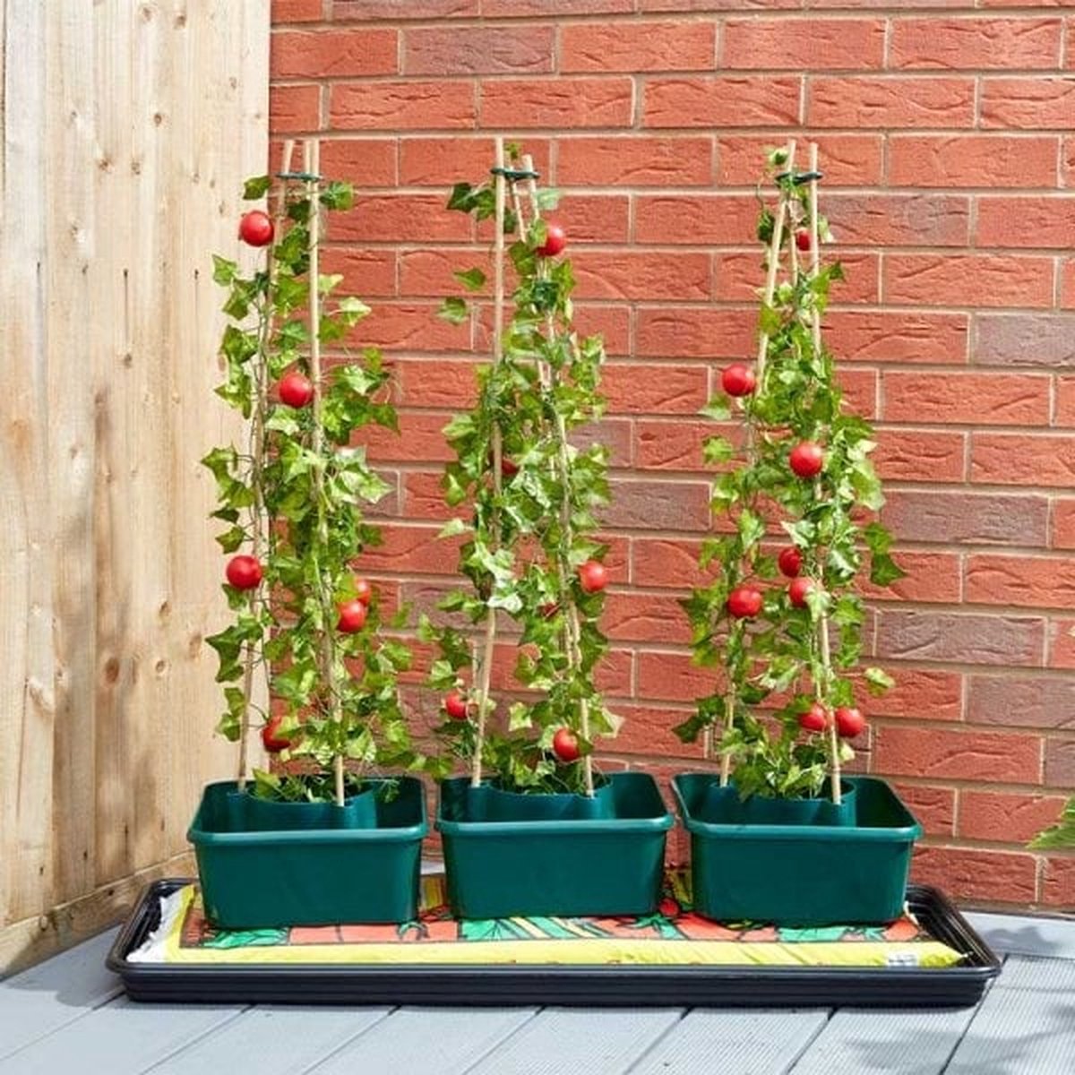 Smart Garden Products Tomaten kweekpot - 3 stuks - Zelfbewatering
