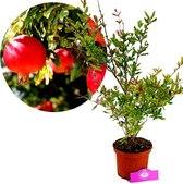 Punica granatum 'Acco', granaatappel, 2 liter pot