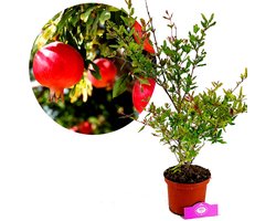 Punica granatum 'Acco', granaatappel, 2 liter pot
