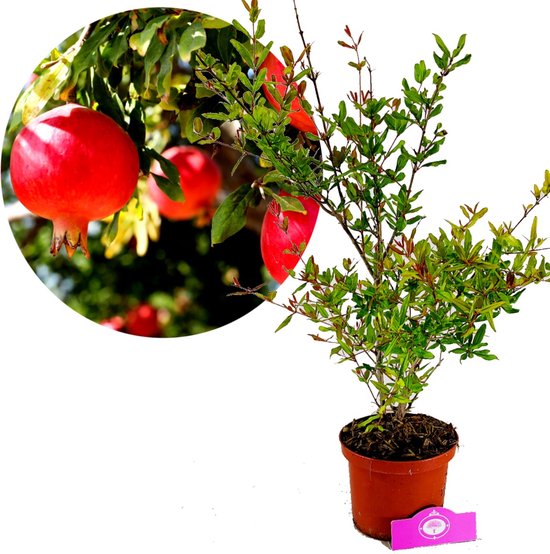 Punica granatum ‘Acco’, granaatappel, 2 liter pot