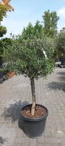 Oude Olijfboom - olijfbomen - Olea Europaea  130-150 cm - oude olijfboom