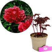 Paeonia lactiflora 'karl Rosenfield' - Pioenroos - Hoogte 40cm - 2 liter pot