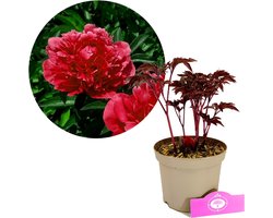 Paeonia lactiflora 'karl Rosenfield' - Pioenroos - Hoogte 40cm - 2 liter pot