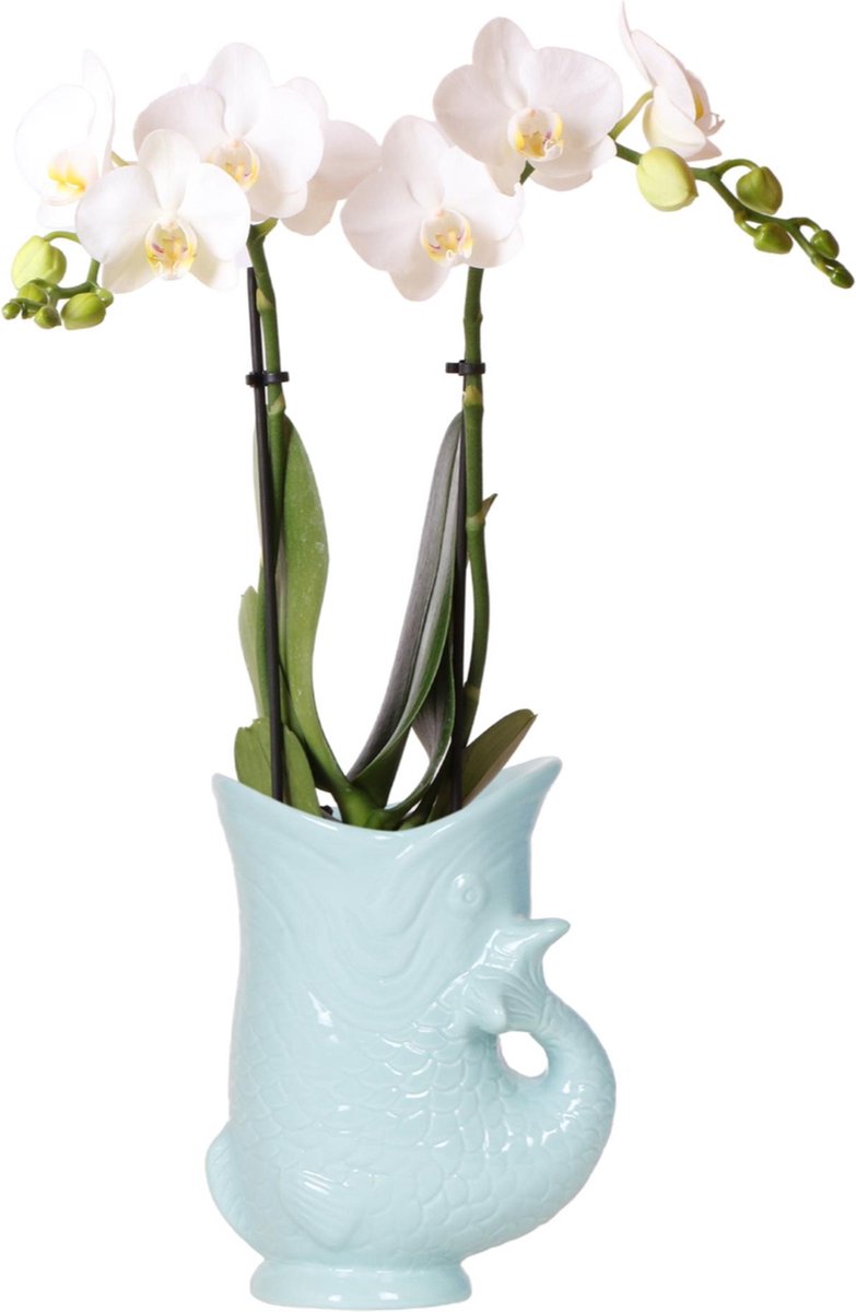 Kolibri Orchids | witte Phalaenopsis orchidee - Amabilis + Fish pot turqoise - potmaat Ø9cm | bloeiende kamerplant - vers van de kweker