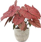 XL Caladium Spring Fling met pot Karlijn Earth ↕70cm - Kamerplant