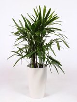 Kamerplant van Botanicly – Bamboepalm in witte plastic pot 'Santorini' als set – Hoogte: 110 cm – Rhapis Excelsa