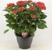 Bloem van Botanicly – Hortensia – Hoogte: 45 cm – Hydrangea macrophylla Red Angel