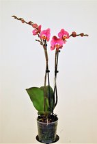 Orchidee van Botanicly – Vlinder orchidee – Hoogte: 65 cm, 2 takken – Phalaenopsis Hanni