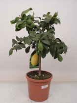 Kamerplant van Botanicly – Citrus Lemon – Hoogte: 70 cm