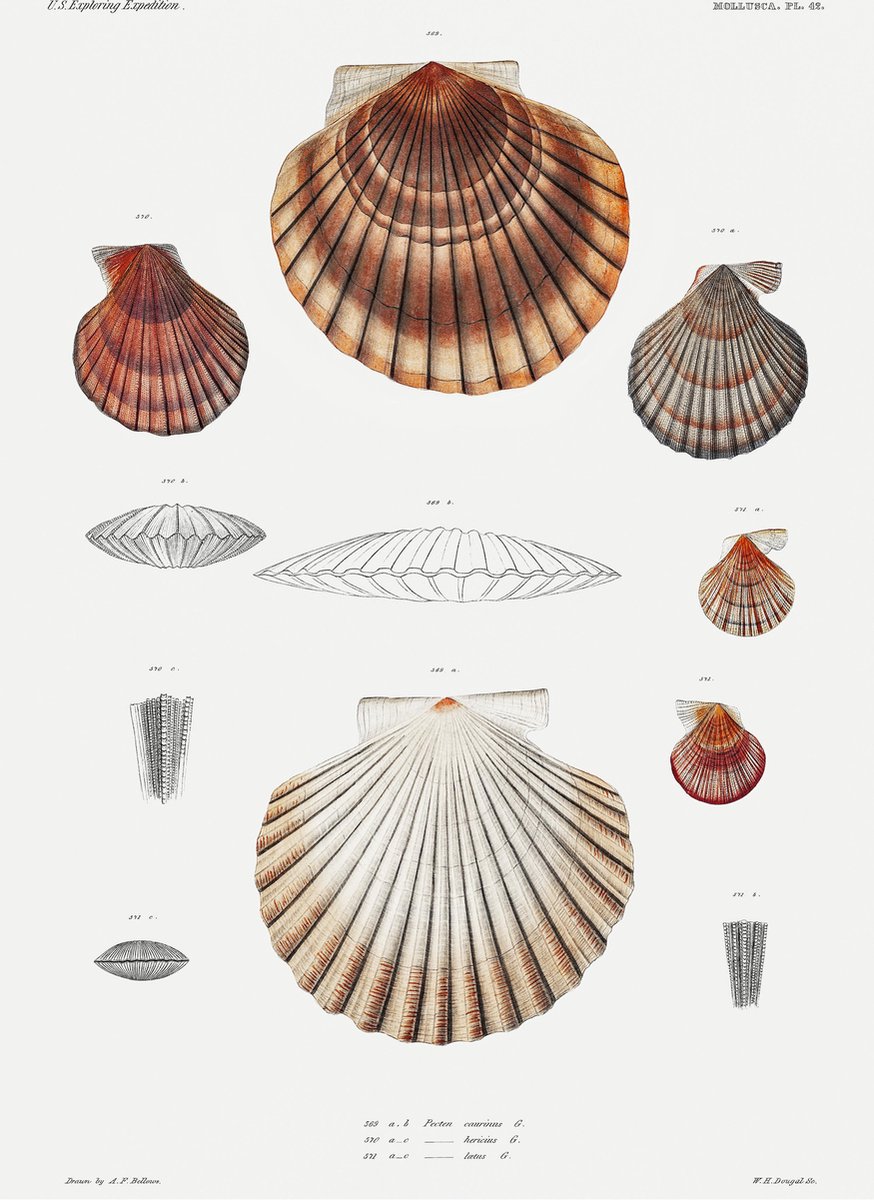 Fotowand Vintage Zeedieren - Kreeft & Schelpen - Poster Set van 3 - 70x50 cm - Botanisch - Art Prints - Natuur Schoolplaat — cadeau in Wonen & Interieur - foto 2