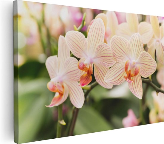 Artaza Canvas Schilderij Gestreepte Witte Orchidee Bloemen - 120x80 - Groot - Foto Op Canvas - Wanddecoratie Woonkamer