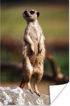 Poster Suricate regarde autour de lui 80x120 cm - Tirage photo sur Poster (décoration murale salon / chambre) / Poster Animaux sauvages