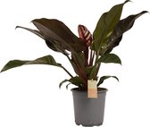 Philodendron Imperial Red - Vers Van De Kweker - ↨ 50cm - ⌀ 21cm - [Mama's Planten]