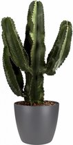 FloriaFor - Euphorbia Erytrea Canarias Met Elho Sierpot (Brussels Round Antraciet) - - ↨ 80cm - ⌀ 25cm