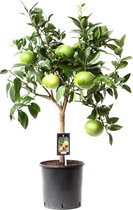 FloriaFor - Citrus Grapefruit Op Stam - - ↨ 80cm - ⌀ 22cm
