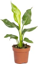 Strelitzia Reginae - Paradijsvogelplant - Potplant - Groenblijvend - ⌀12 cm - 30-40 cm