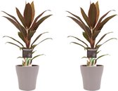 Hellogreen Kamerplant - Duo Cordyline Rumba - 40 cm - Anna Taupe