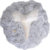fossiel Haaientand 6 x 4 cm steen grijs/wit