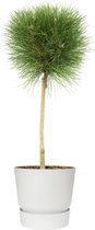 Boom van Botanicly – Pinus Summer Breeze in witte ELHO plastic pot als set – Hoogte: 75 cm