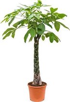 Pachira Aquatica | Geldboom | Kamerplant | Pot 30CM | Hoogte 180CM