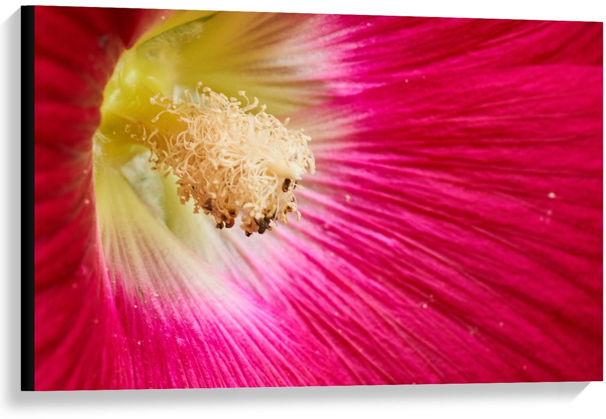 KuijsFotoprint Canvas - Stamper van Roze Bloem - 90x60cm Foto op Canvas Schilderij (Wanddecoratie op Canvas) Geel