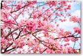 Roze Bloesem met een Blauwe Lucht - Tuinposter 120x80 - Wanddecoratie - Besteposter - Landschap - Natuur - Bloemen