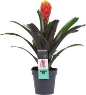 Decorum Guzmania Tala (rood-geel) – ↨ 45cm – ⌀ 12cm