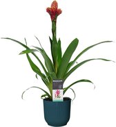 FloraExpert - Guzmania - 60 Cm - Ø 14