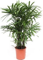 Rhapis Excelsa – ↨ 110cm – ⌀ 27cm