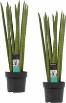 Decorum Duo Sansevieria Cylindrica straight – ↨ 55cm – ⌀ 17cm