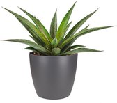 Mangave ‘Pineapple Express’ ® in ELHO Brussels Round (antraciet) – ↨ 15cm – ⌀ 18cm