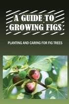 A Guide To Growing Figs: Planting And Caring For Fig Trees