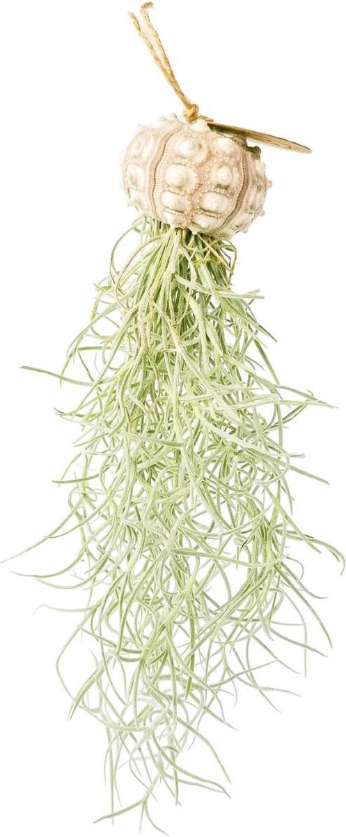 Airplant - Luchtplant -Tillandsia Usneoides - Zeeëgel Sputnic Naturel - Jellyfish - Kwal - Kwalletje - Hangend - Cadeau