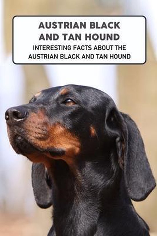 Austrian Black and Tan Hound