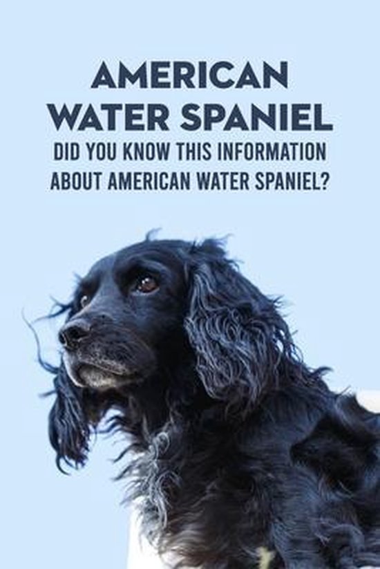 American Water Spaniel
