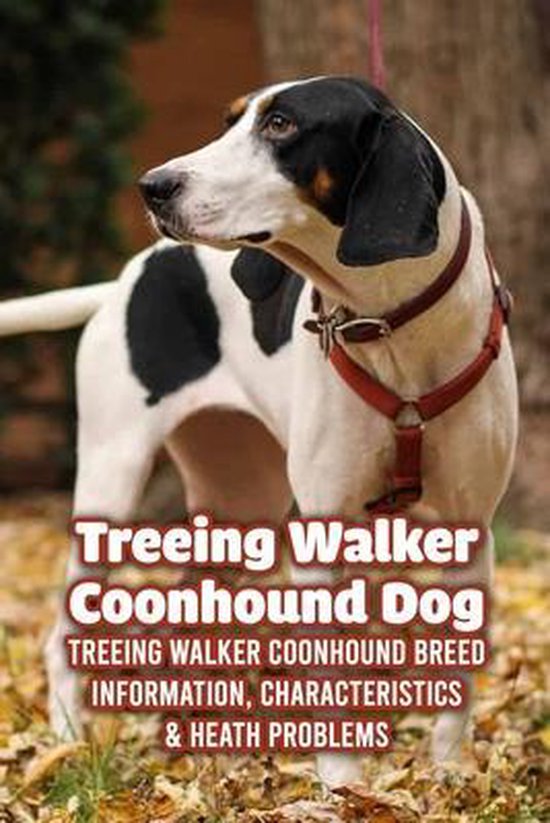 Treeing Walker Coonhound Dog