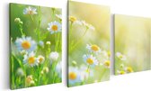 Artaza Canvas Schilderij Drieluik Witte Kamille Bloemen Met Zonneschijn - 120x60 - Foto Op Canvas - Canvas Print