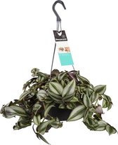 Hellogreen Kamerplant - Tradescantia Zebrina - Purpusii - 45 cm