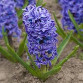 KH Bloembollen - 25 hyacint bollen - Kleur Blauw