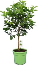Citrus latifolia - stam 30+ cm - totale hoogte 70+ cm - pot 22 cm
