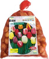 Plantenwinkel Tulipa Darwin Mix in gaasbal tulpen bloembollen per 100 stuks