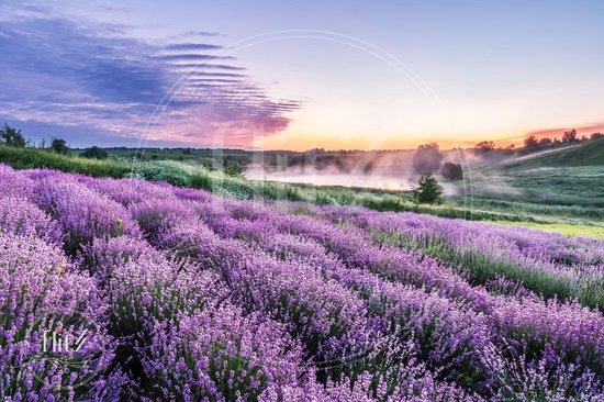 Production néerlandaise complète! │ Peinture de diamants │ Paysage avec Lavande │ Taille 60 x 40 cm │ Paquet de Peinture de diamants Mature │ Flitzz complète │ Carré │ Complet │ Peinture de diamants Flitzz