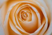 Kleintje fotografie bloemen Wenskaarten roos, gerbera en  camelia
