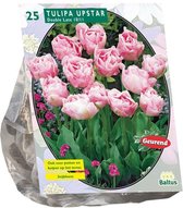 Plantenwinkel Tulipa Dubbel Laat Upstar tulpen bloembollen per 25 stuks